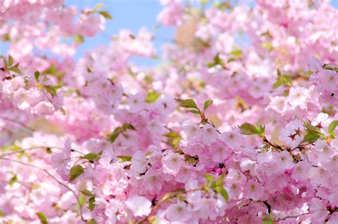 foto do sakura|Sakura Photos, Download The BEST Free Sakura Stock Photos。